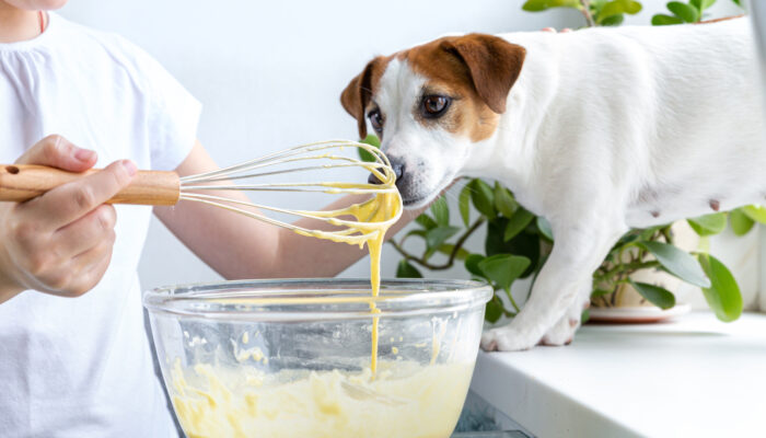 5 Simple Homemade Dog Food Recipes