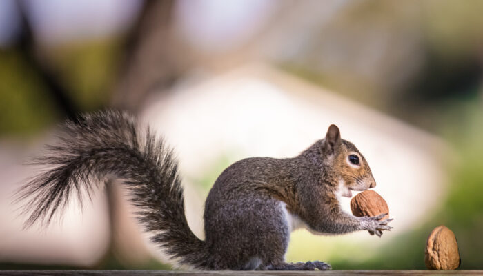 Effective Ways to Get Rid of Squirrels