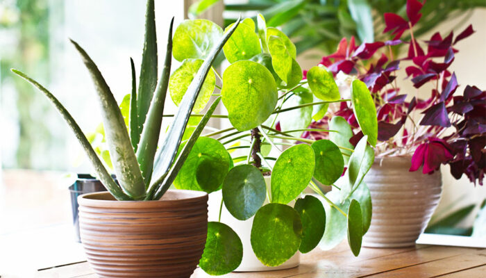 5 Best Air-Purifying Indoor Plants