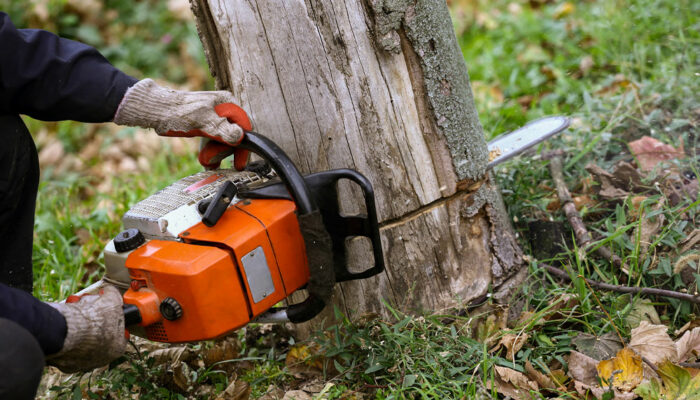 6 Reasons to Choose Tree Removal Services