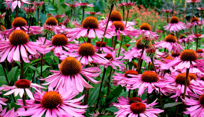 10 Popular Perennials to Brighten up a Garden