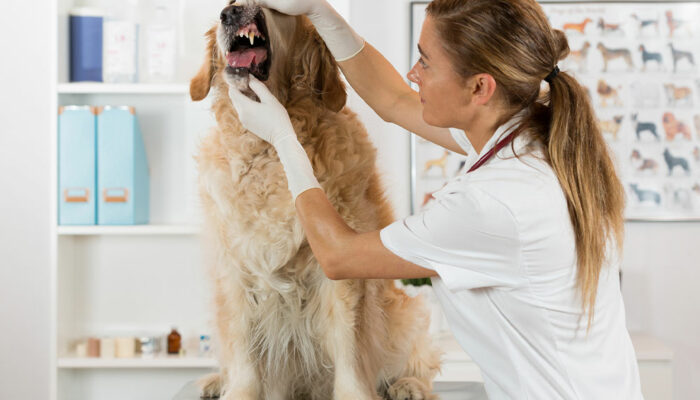 Helpful Home Remedies to Relieve Pain in Dogs