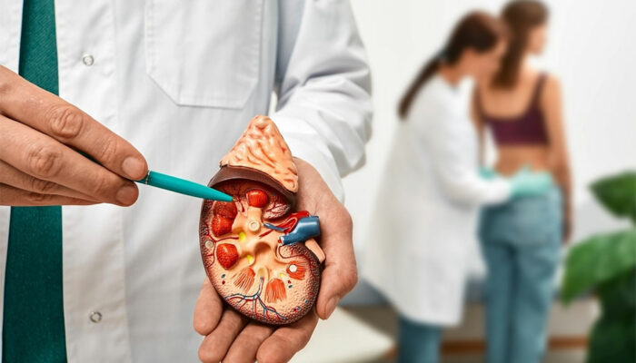 Understanding Kidney Transplant, its Types, and More