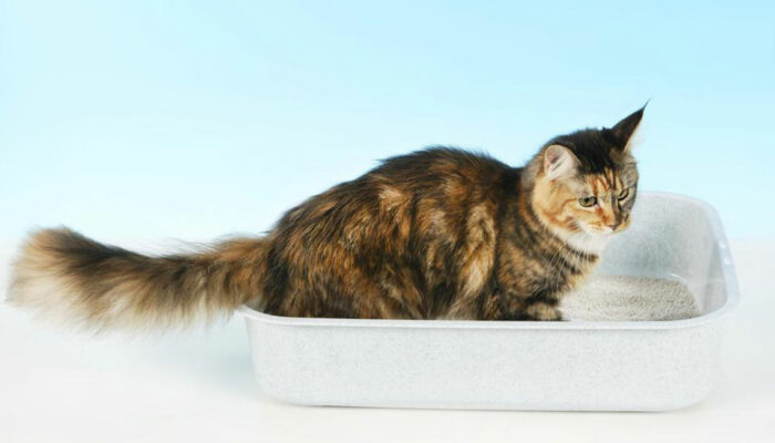 4 handy tips to clean your cat’s litter box