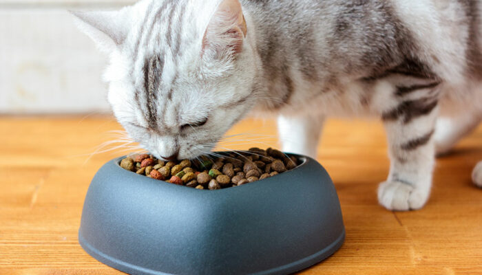 4 healthy cat food brands to buy from