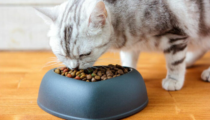 4 popular dry cat food brands for your beloved cat