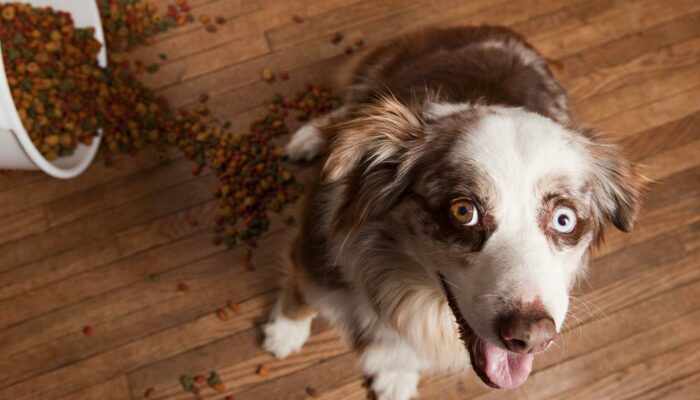 5 Best Premium Dog Foods For Your Puppy