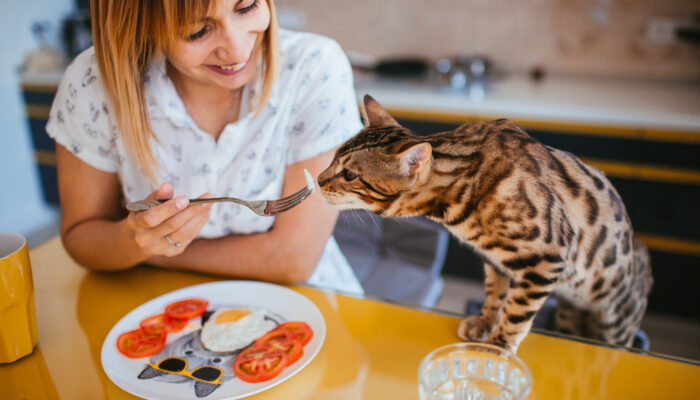 5 Popular Cat Foods to Choose From