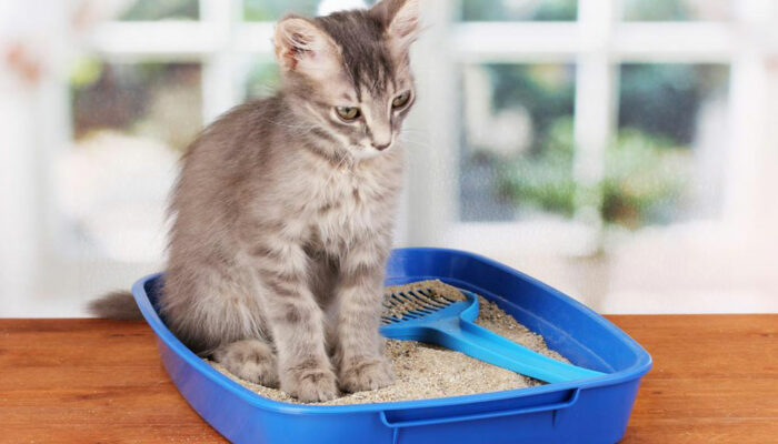 5 different types of cat litter for your feline partner