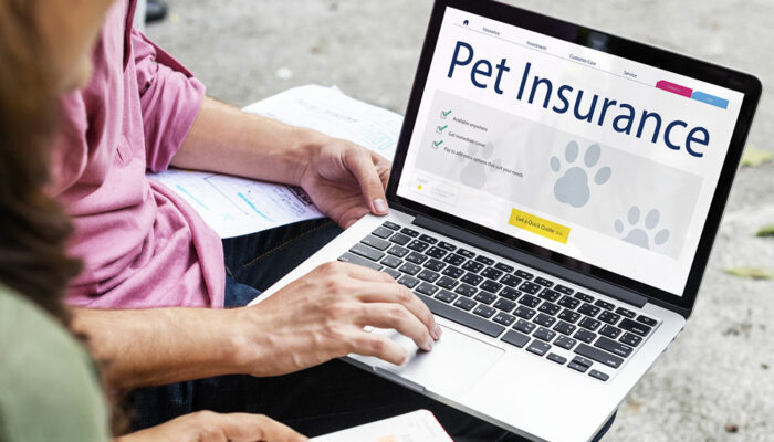 5 factors to consider before getting pet insurance