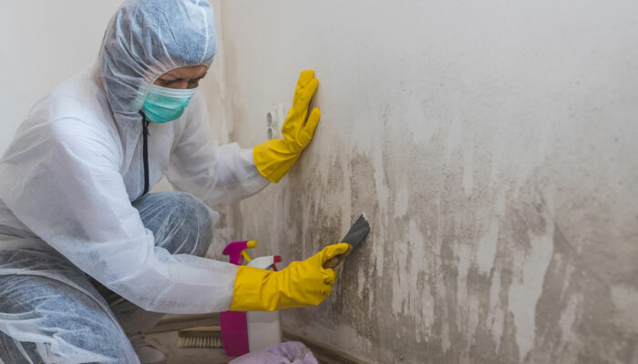 5 facts to know about mold before hiring a mold removal expert