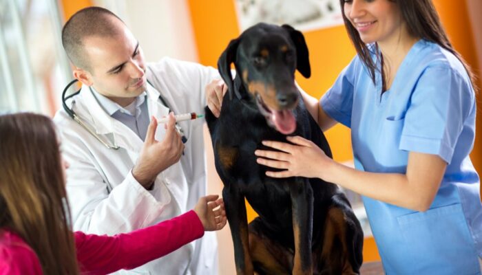 5 heartworm prevention medicines for dogs