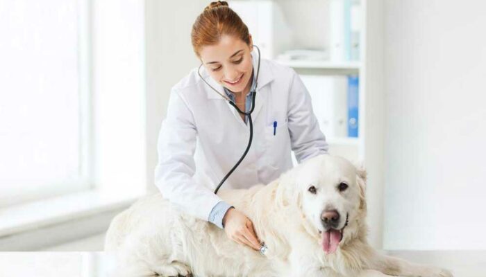 5 reasons you need to have pet insurance