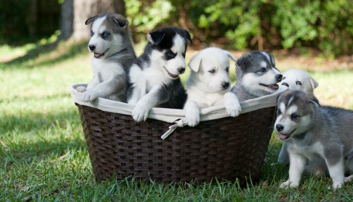 6 Reasons why you should adopt puppies