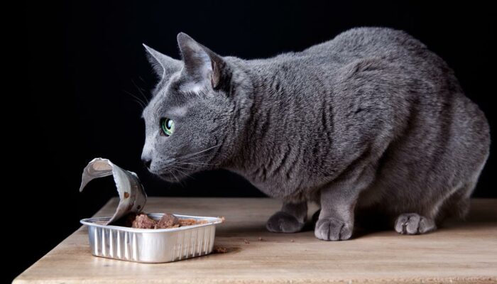 6 canned foods recommended for cats