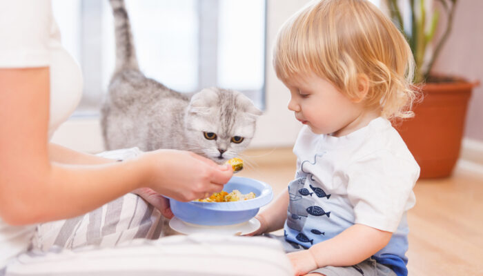 7 Popular Canned Food Choices For Cats