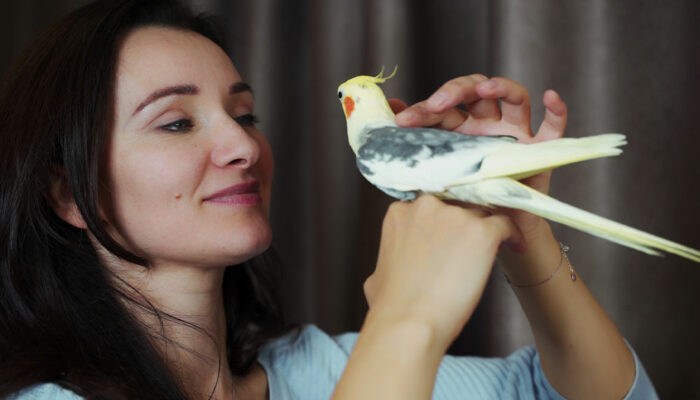 8 birds that make for fabulous pets