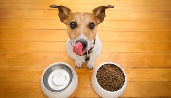 3 Best Dog Food Brands For Growing Puppies