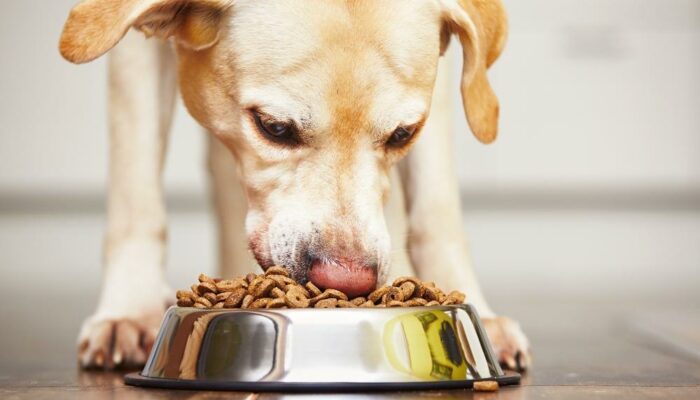 3 Best Dog Food Brands For Pregnant Dogs