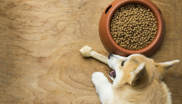 3 best dog foods for sensitive stomach