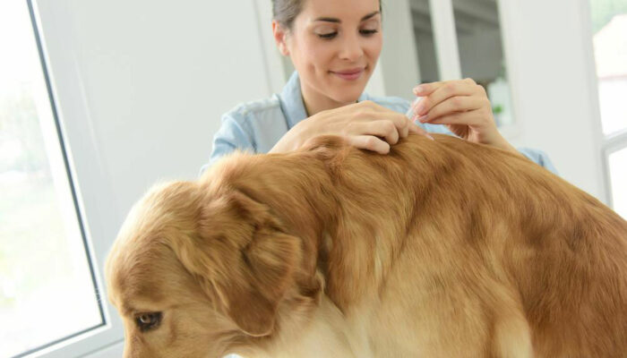 3 effective flea and tick treatments for your dog