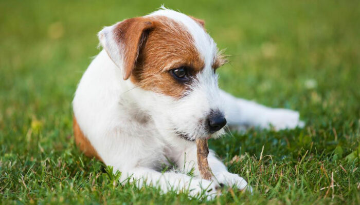 3 popular dog DNA test kits that yield accurate results