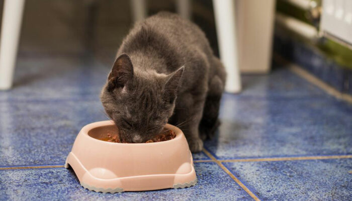 3 things to keep in mind while choosing cat food