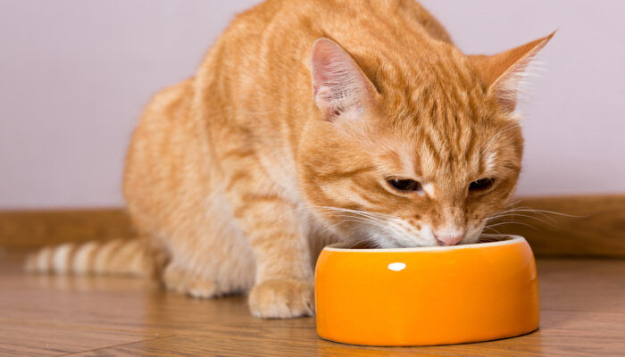 A Buying Guide for Cat Food