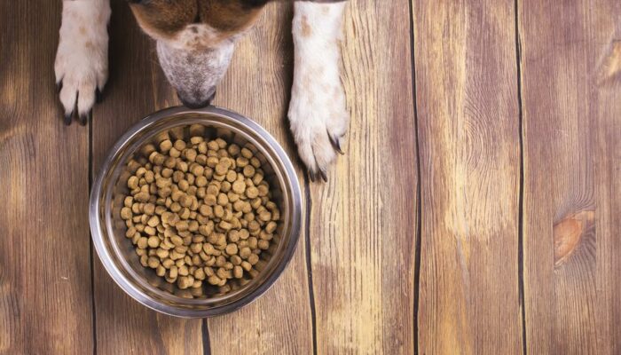 A Guide to Choosing the Best Dog Food