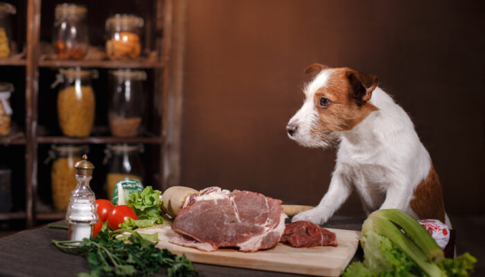 A Guide To The Best Premium Dog Food