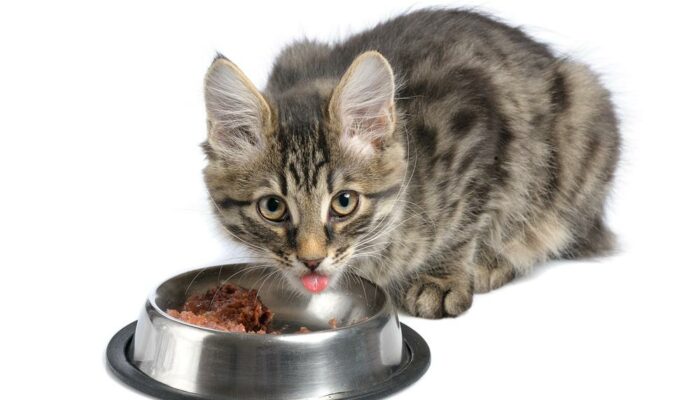 A guide to buy the perfect dry cat food