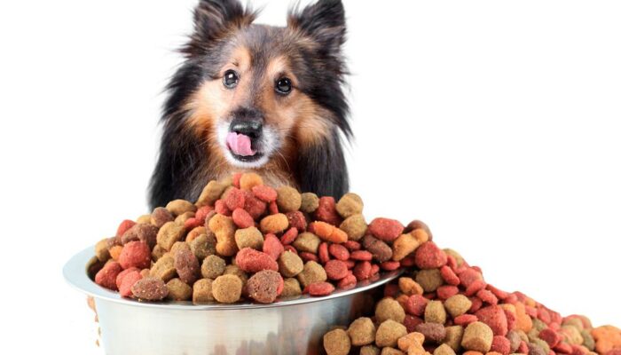 A guide to choose the right dog food