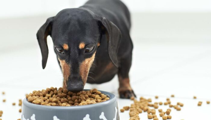 All About Dog Food