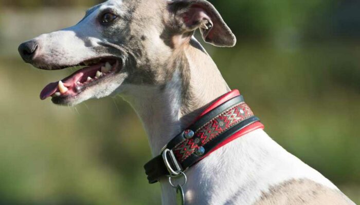 Are GPS Collars for Dogs Really Useful