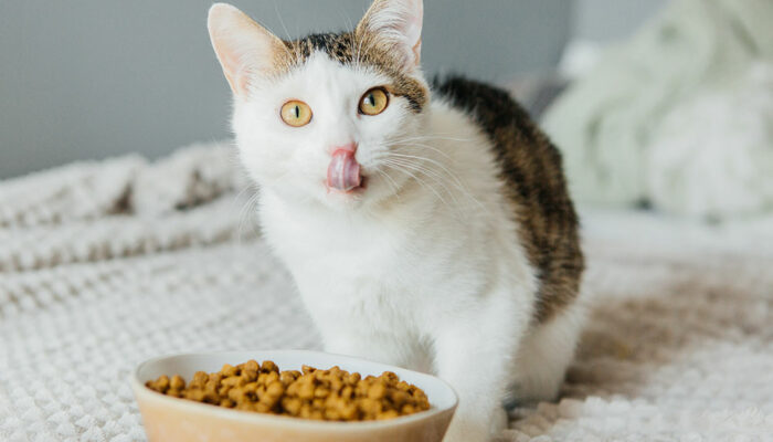 Benefits of wet and dry cat foods