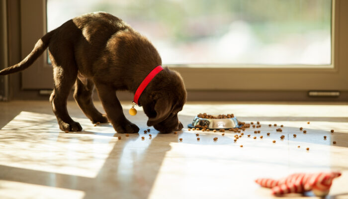 Best Dog Foods to Prevent Health Risks