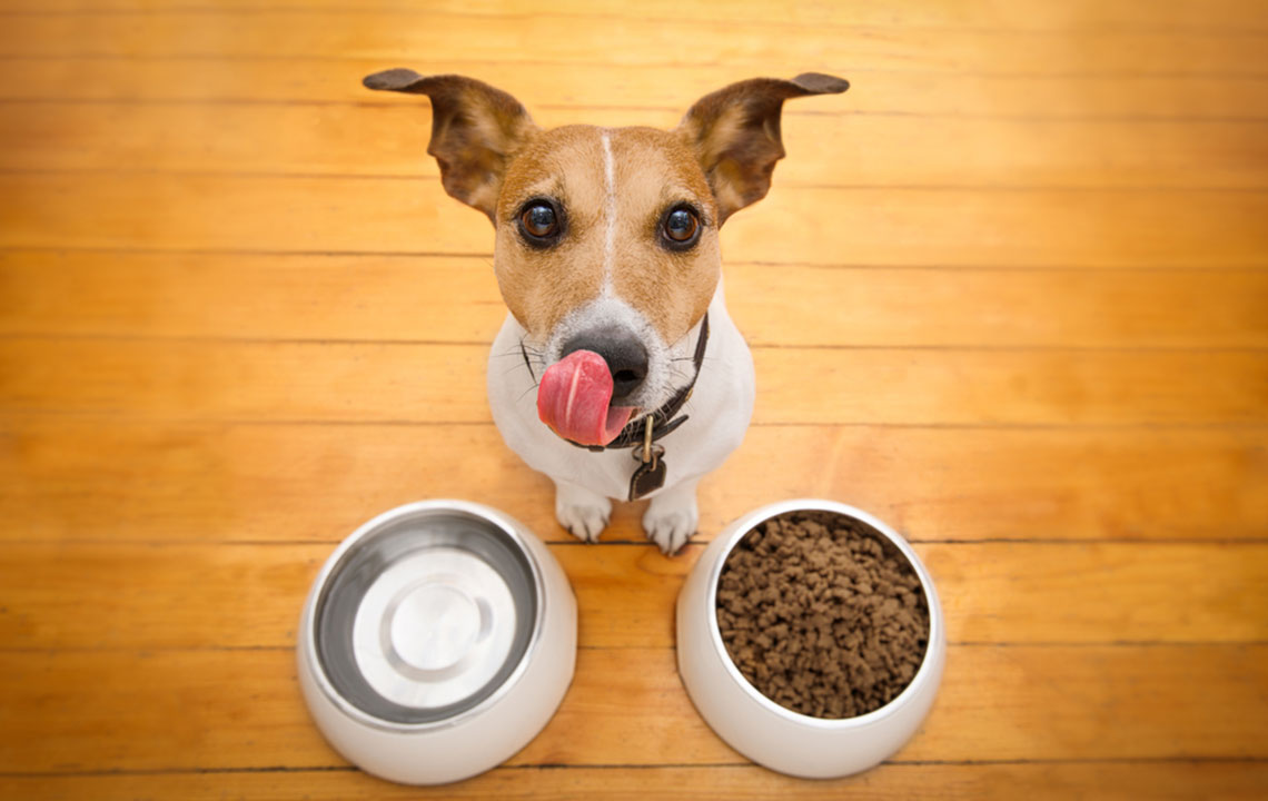 Best Dog Foods for Sensitive Skin