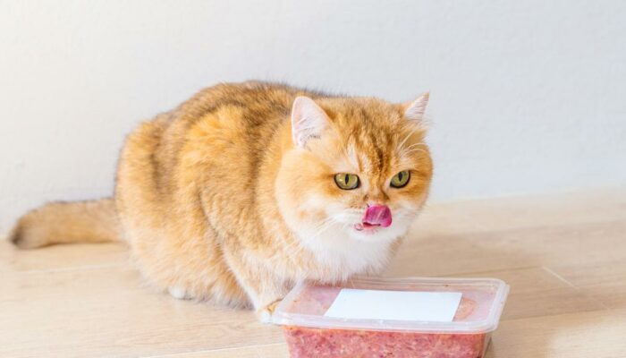 Best cat foods as per customer reviews