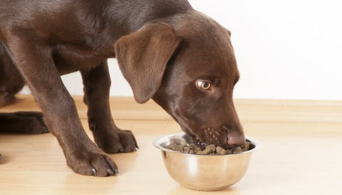 Best hypoallergenic dog food for every budget