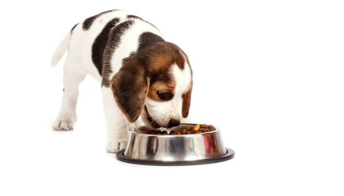 Best online websites to buy dog foods