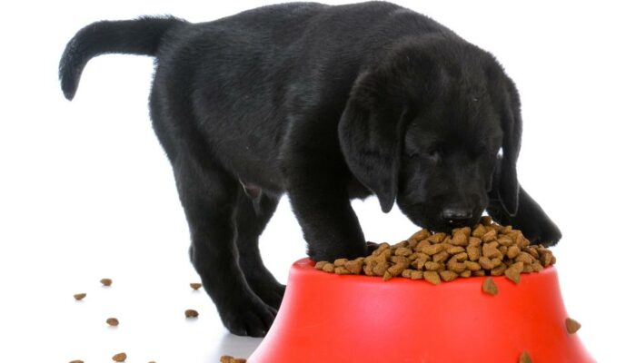 Best vet recommended puppy foods