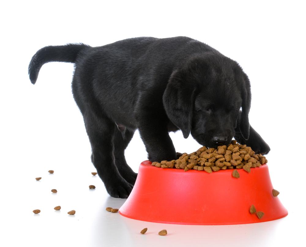 Best vet recommended puppy foods