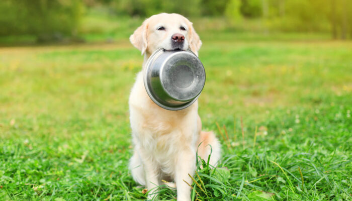 Boost Your Canine’S Diet With Healthy Dog Food