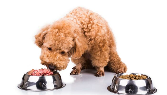 Can a dog have a sensitive stomach &#8211; Can choosing the right food help