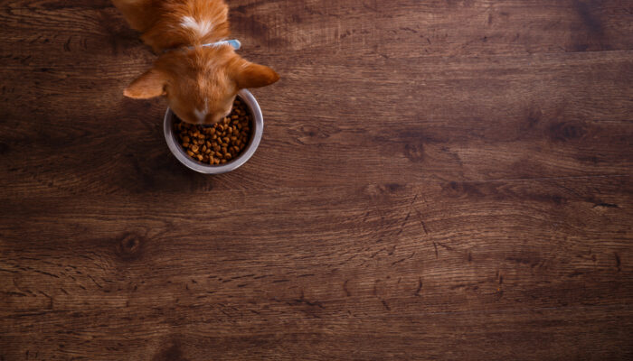 Choosing the Best Dog Food for Allergies