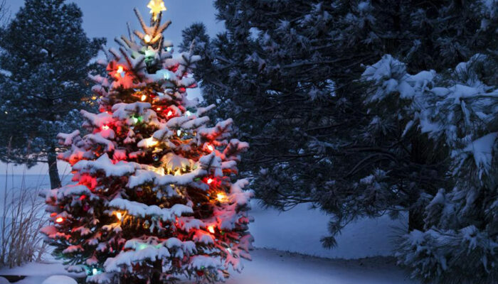 Christmas trees &#8211; A holiday tradition for centuries