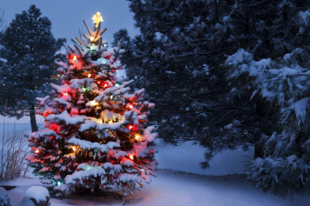 Christmas trees &#8211; A holiday tradition for centuries