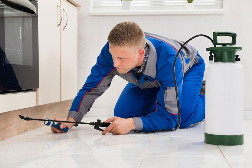 Common DIY home pest control solutions