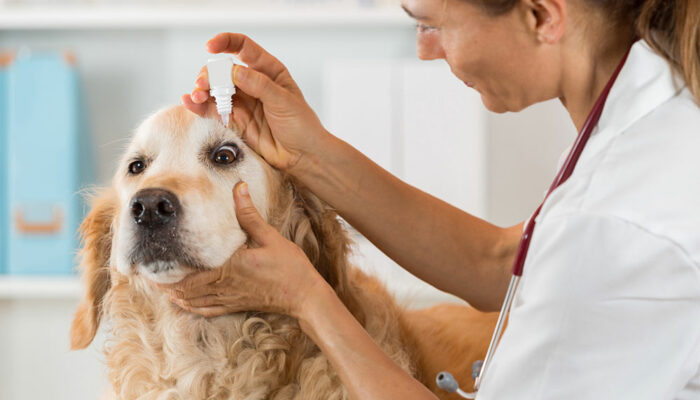 Common allergies in pets and ways to treat them