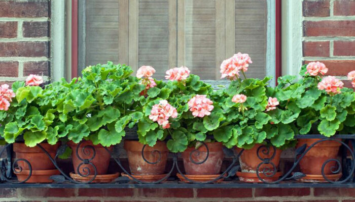 Different types and uses of large outdoor planters